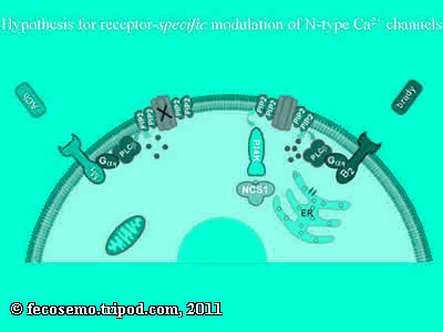 adenosine a2a receptor western diabetes