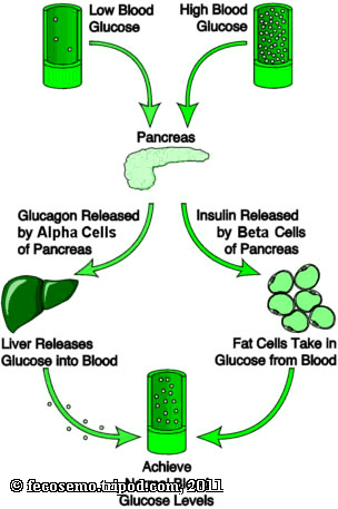 glucagon literature