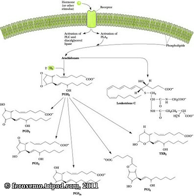 prostaglandin is made of